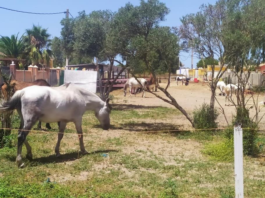 Granja America Leilighet Chiclana de la Frontera Eksteriør bilde